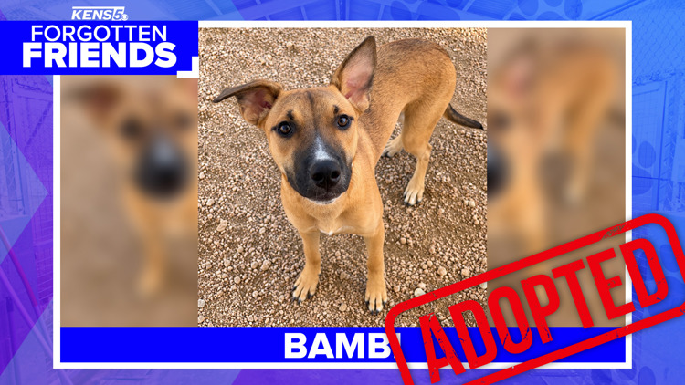 Once too scared to come close, Bambi now has a home of her own | Forgotten Friends — KENS 5 (San Antonio)