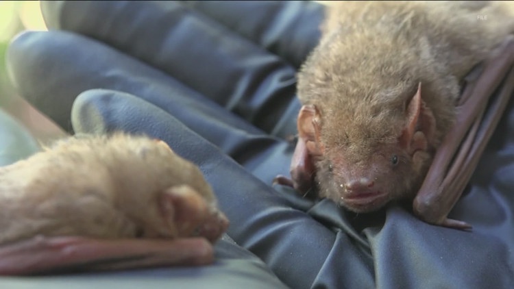 2 foxes, bat, skunk test positive for rabies in Hays County — KVUE (Austin), Austin Community news