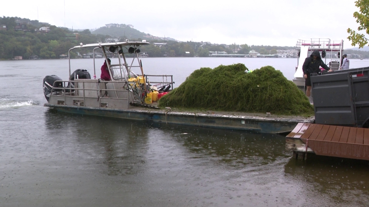 Families enjoying Lake Austin while the city combats invasive hydrilla with grass carp.