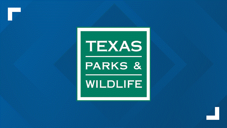 New World Screwworm detected on animal hide in Pecos County — KVUE (Austin), Austin Community news